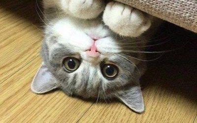 Tener una mascota beneficia a tus hijos